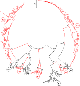 Árvore filogenética de Neuraminidase, clique para ampliar. Fonte [4]