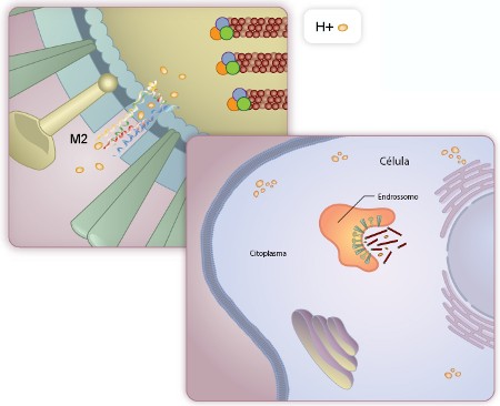 Proteína M2 sevindo de canal para os íons H+ acima. Desempacontamento do vírus e liberação dos genes abaixo.