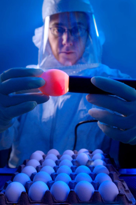Pesquisadora examindando ovo que será inoculado com Influenza. © CDC 2008