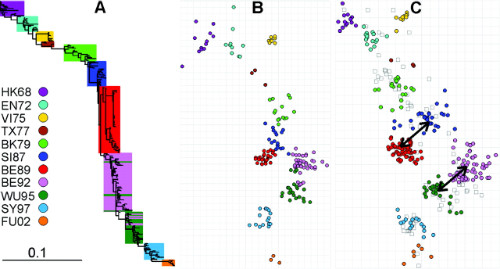 Mapa antigênico da Hemaglutinina do H3N2 coletado de 1968 (ano de entrada dele em humanos) a 2003. A cor dos círculos define o grupo a que aquela amostra pertence. Cada unidade de distância entre eles representa a diminuição da resposta imune ao vírus em relação aos anticorpos produzidos contra o anterior. Assim, quanto mais distante um vírus A estiver do B, menor a reconhecimento de A pelos anticorpos contra B.