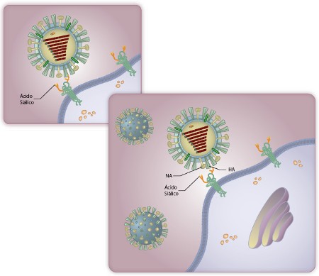 Vírus Influeza saindo da célula. Sua Hemaglutinina (HA) continua presa ao ácido siálico, acima. Até que a Neuraminidase (NA) desligue o ácido da célula, abaixo.
