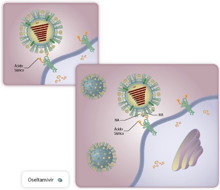 O oseltamivis se liga a Neuraminidase (NA) do Influenza e impede-a de clivar o ácido siálico. Assim, o vírus continua preso à célula após sair.
